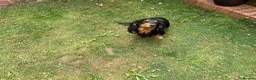 Dachshund dogs for stud: Frankie the long haired minature dachshund - Advert 6