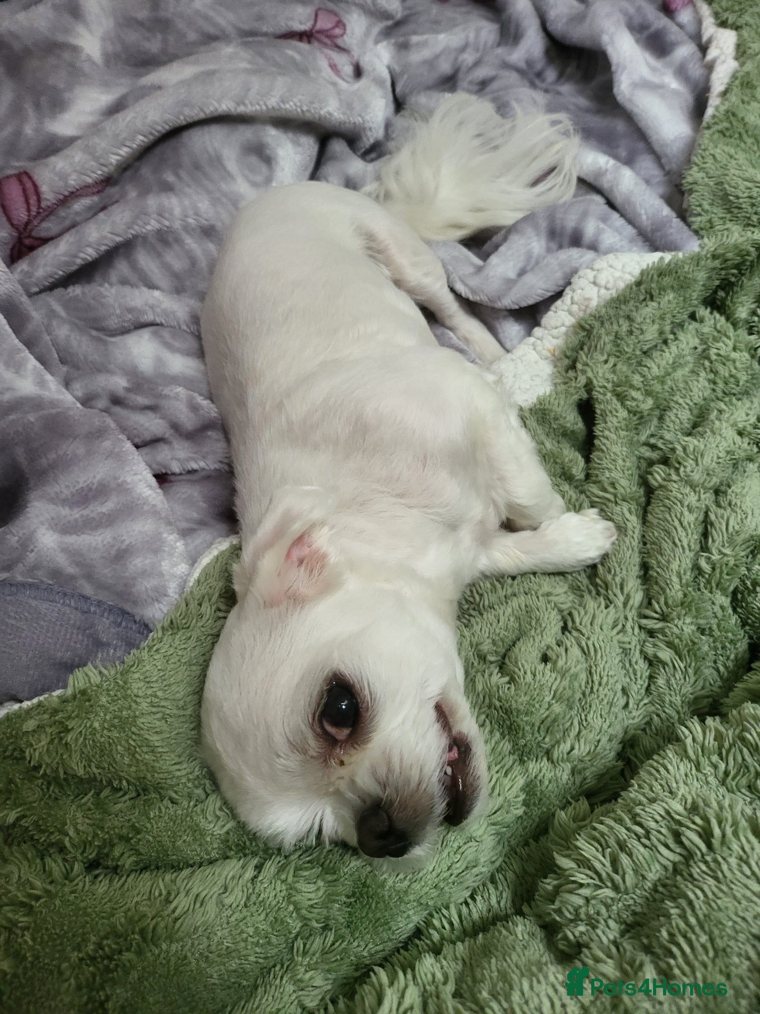 Bichon Frise dogs for sale: Korean Bison very small boy. - Advert 15