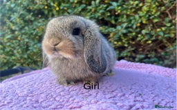 Mini Lop rabbits for sale: Mini lops available  - Image 11
