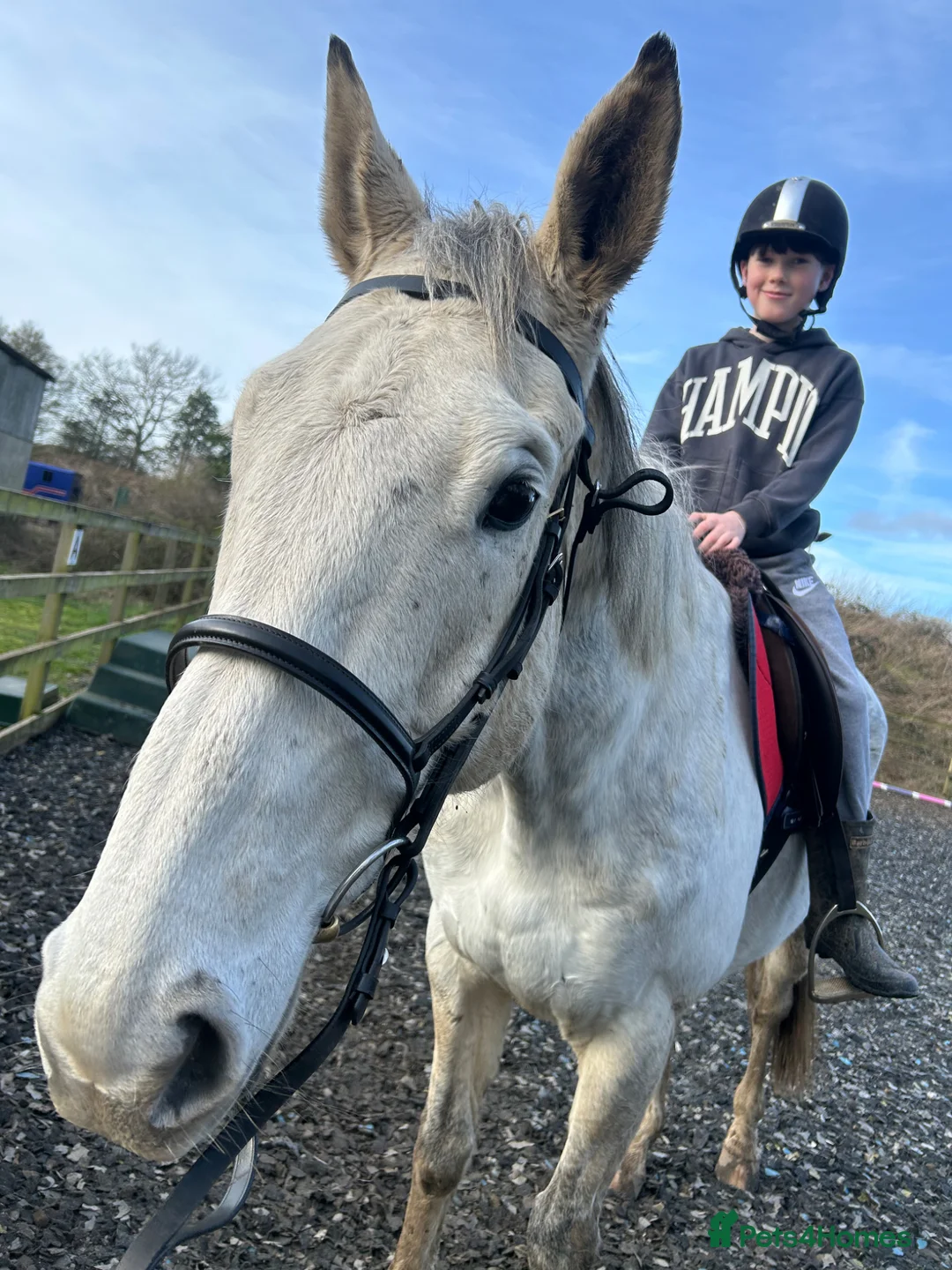 Irish Thoroughbred horses for sale: Dapple grey 16.1 French tb 10yo  in Cromer - Advert 3