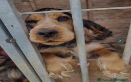 Cocker Spaniel dogs for sale: Cocker spaniel puppies - Advert 2