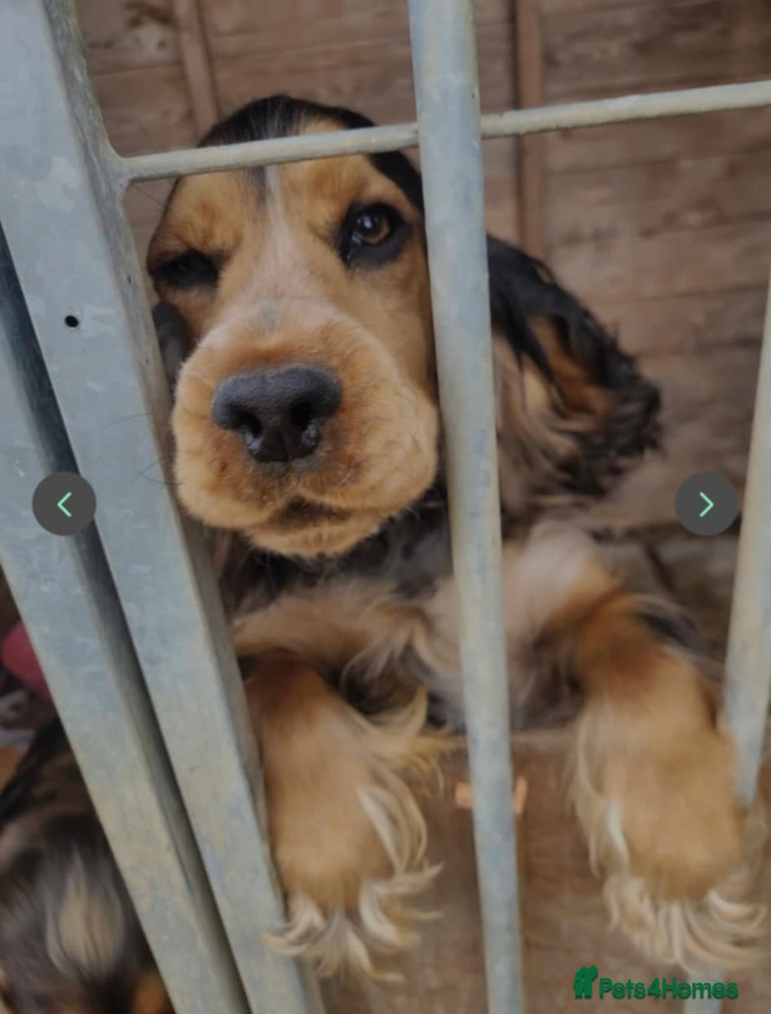 Cocker Spaniel dogs for sale: Cocker spaniel puppies - Advert 2