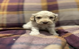 Cockapoo dogs for sale: Quality F1 Cockapoo pups - Advert 5