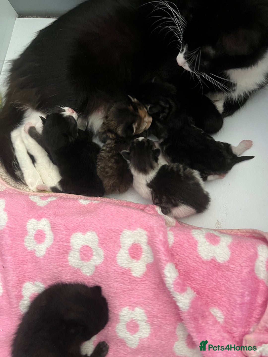 American Curl cats for sale: Kittens for sale  in Newport - Image 2