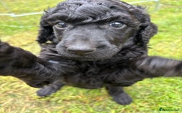 Standard Poodle dogs for sale: Standard poodle  - Image 16