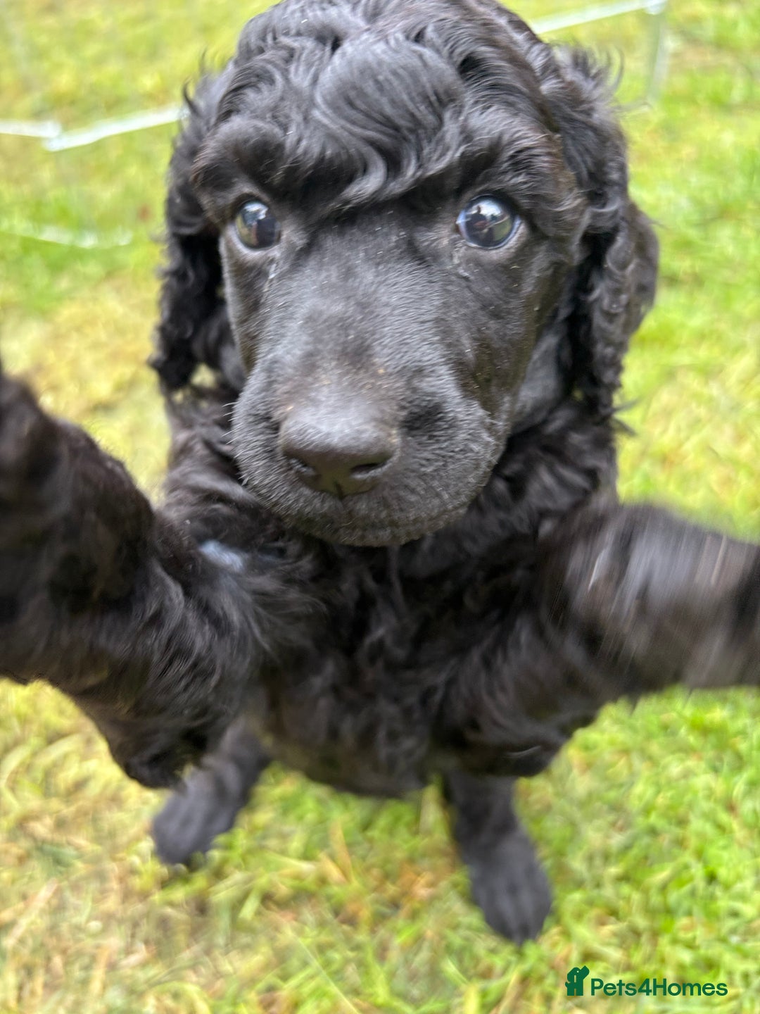 Standard Poodle dogs for sale: Standard poodle  - Image 16