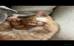 Domestic Shorthair cats for sale: Kitten 8 weeks - Advert 1