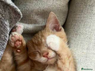 Domestic Shorthair cats Kitten 8 weeks - Advert 1