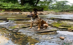 Belgian Shepherd Dog dogs for sale: Belgian Malinois For Sale - Image 9