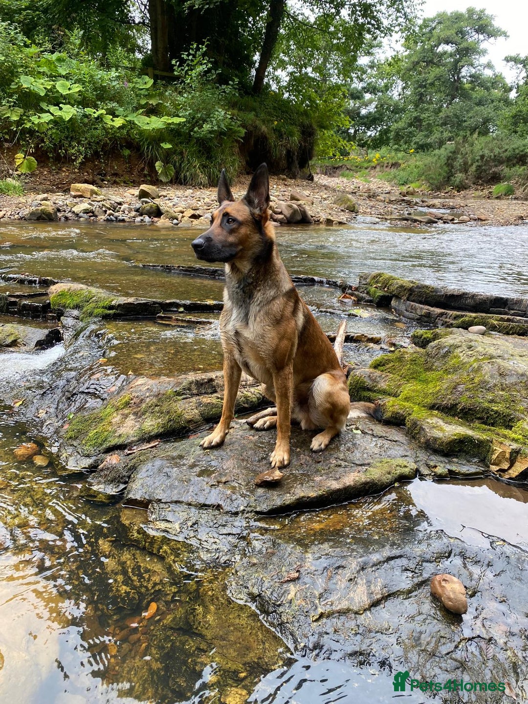 Belgian Shepherd Dog dogs for sale: Belgian Malinois For Sale - Image 9