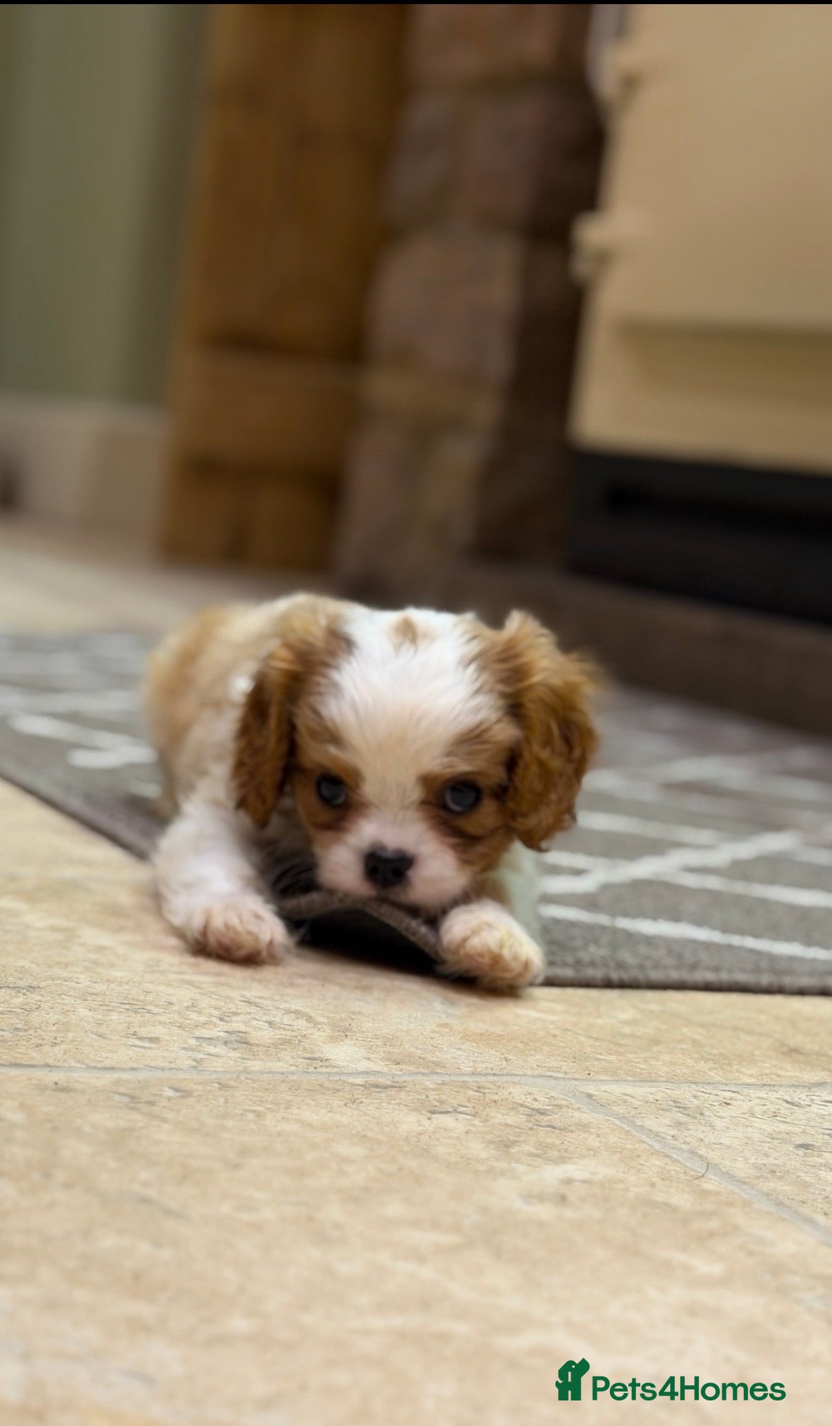 Cavalier King Charles Spaniel dogs Cavalier King Charles Pups - Advert 10