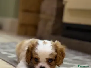 Cavalier King Charles Spaniel dogs Cavalier King Charles Pups - Advert 10