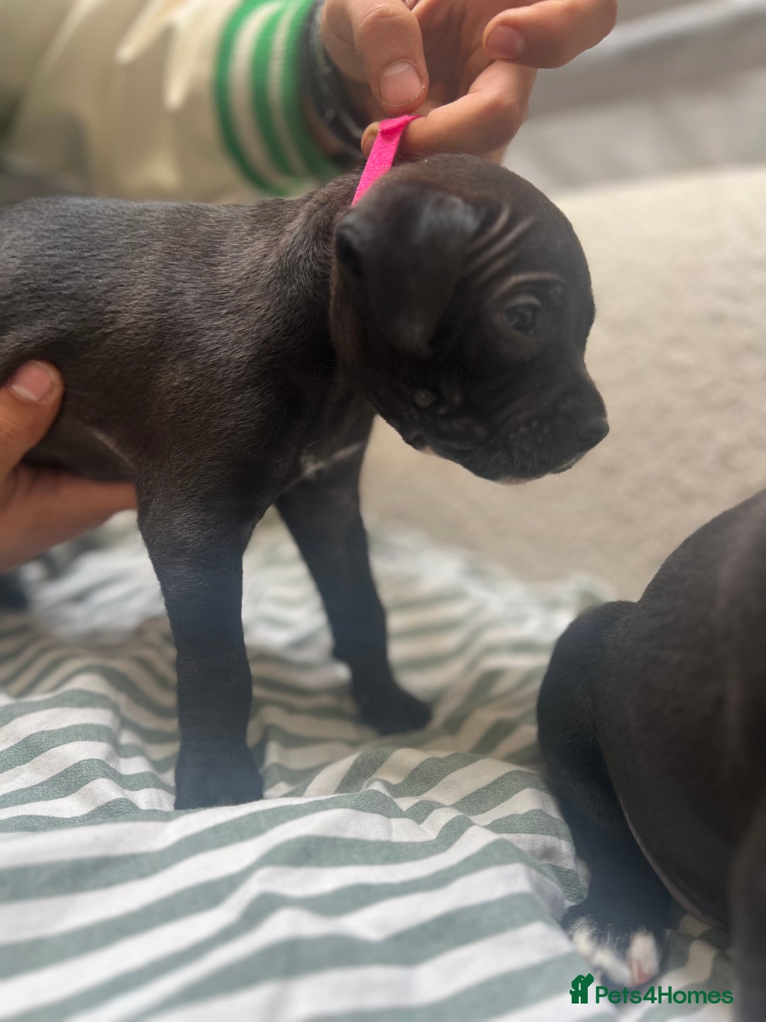 Staffordshire Bull Terrier dogs for sale: Beautiful mixstaffy looking for a forever home - Image 9