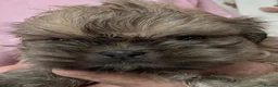 Shih Tzu dogs for sale: Imperial shihtzu puppies  - Advert 13