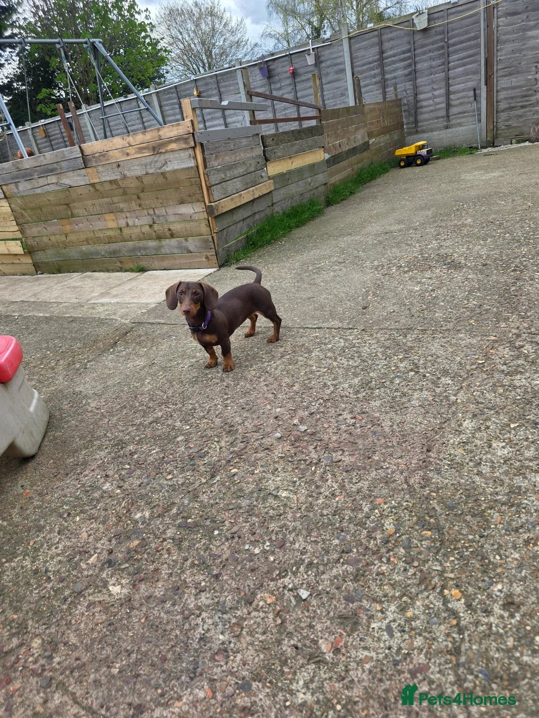 Dachshund dogs for sale: miniture dashaund  in Leatherhead - Advert 3
