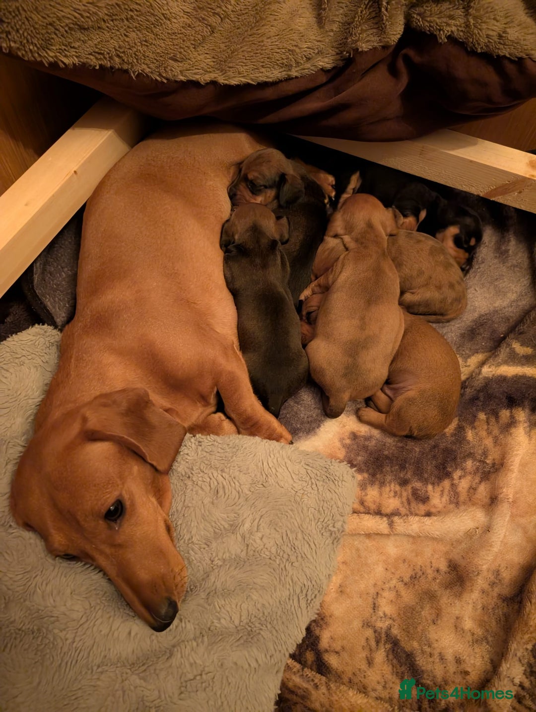 Miniature Dachshund dogs for sale: Miniature dachshunds cearphilly  - Image 7