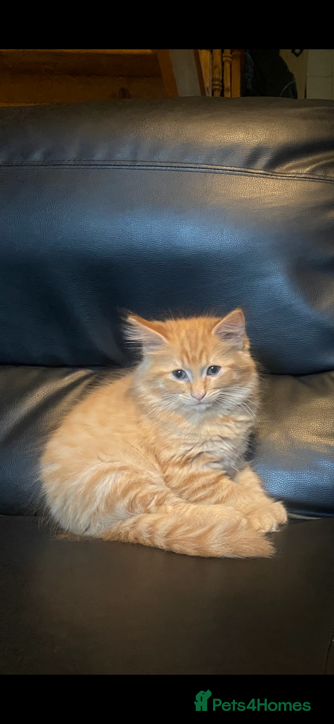 Maine Coon cats for sale: Maine Coon cross Ragamuffin kittens.  - Image 7