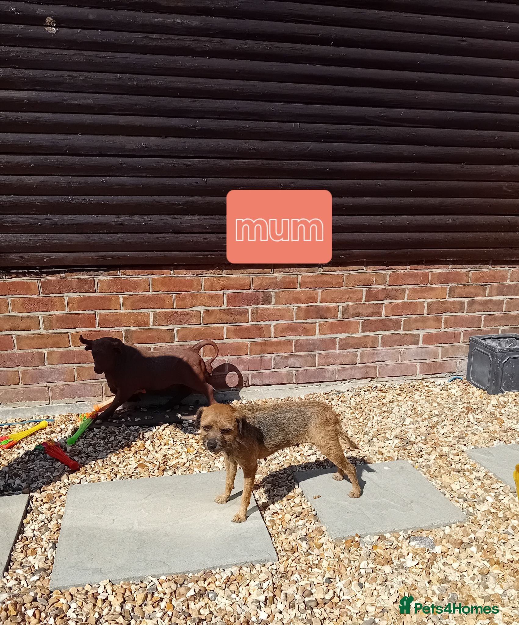 Border Terrier dogs Pure border terrier puppies  - Advert 2