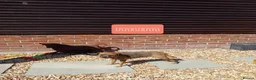 Border Terrier dogs for sale: Pure border terrier puppies  - Advert 2