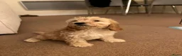 Cockapoo dogs for sale: 4 female, 1 male in Eastleigh - Advert 5