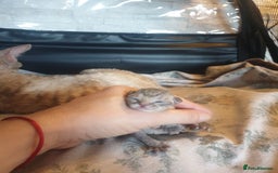 Devon Rex cats for sale: 3 Devon Rex female kittens for sale!!!🐯🐯🐯 - Image 1