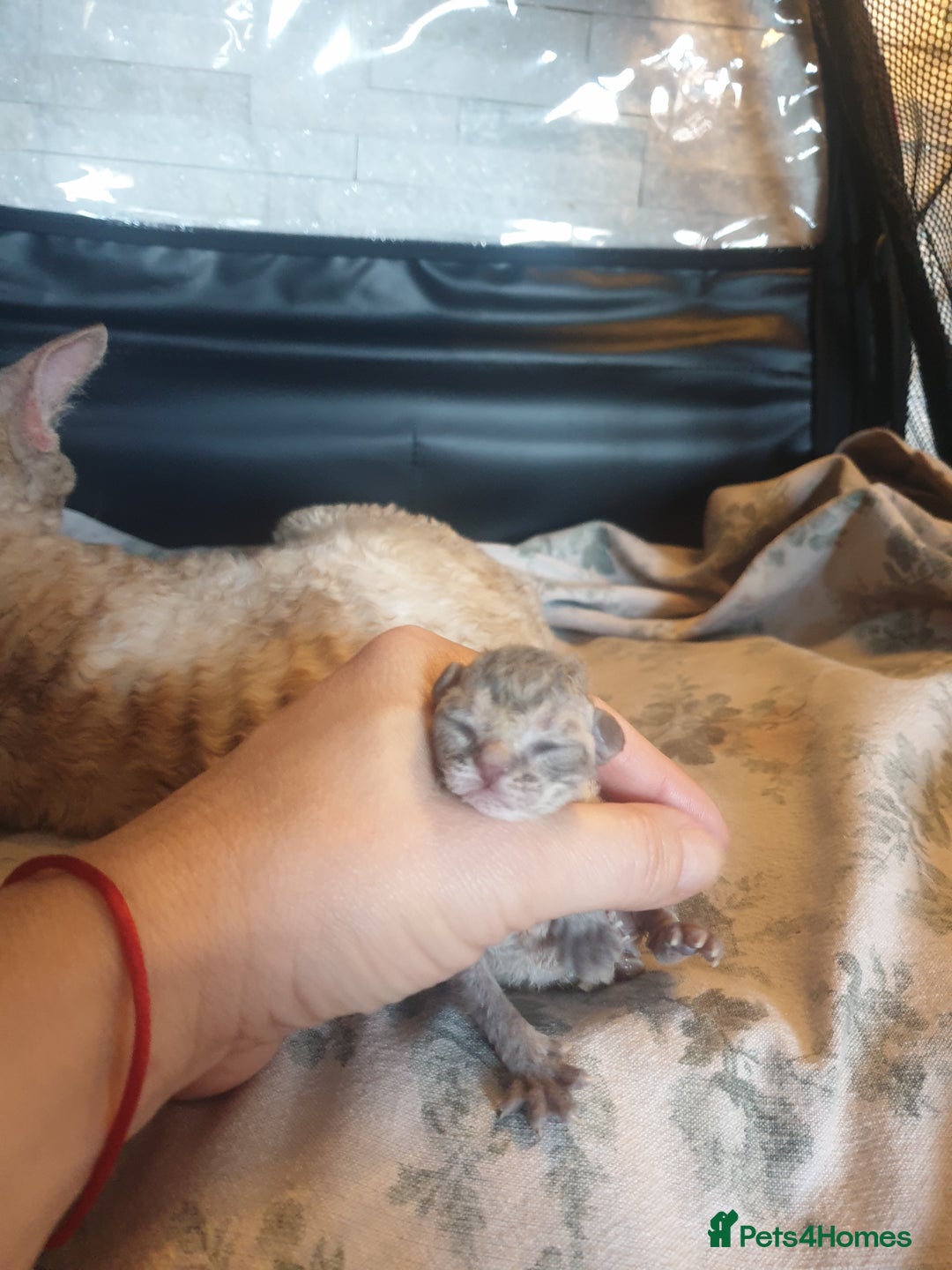 Devon Rex cats for sale: 3 Devon Rex female kittens for sale!!!🐯🐯🐯 - Image 1