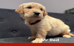 Golden Retriever dogs for sale: Golden Retriever Puppies! 💛🐶 - Image 20