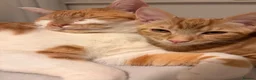 Mixed Breed cats for sale: Gorgeous ginger male Kitten - Advert 4