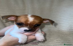 Chihuahua dogs for sale: Chihuahua puppies girls and boys - Image 8