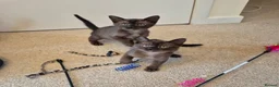 Burmese cats for sale:  Pedigree Brown Burmese Kittens - Advert 12