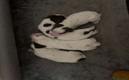 Sprocker dogs for sale: Beautiful Sprocker puppies  - Image 3