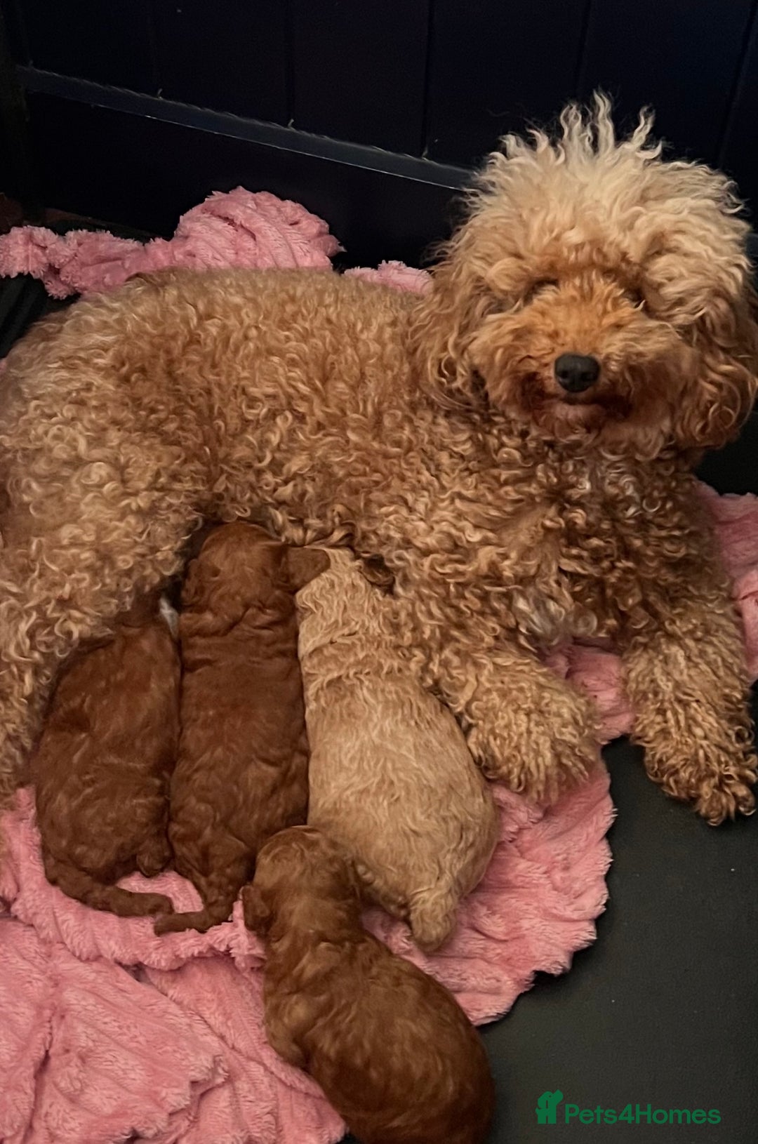 Toy Poodle dogs for sale: Absolute Stunning Red Toy Poodle - Image 4