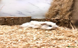 Guinea Pig rodents for sale: Multiple baby guinea pigs 💗 - Image 14