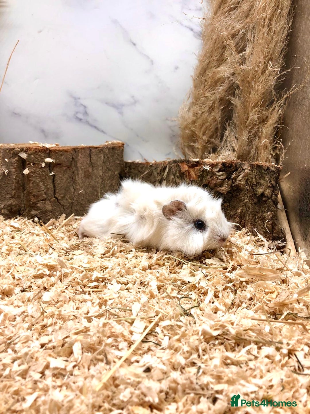 Guinea Pig rodents for sale: Multiple baby guinea pigs 💗 - Image 14