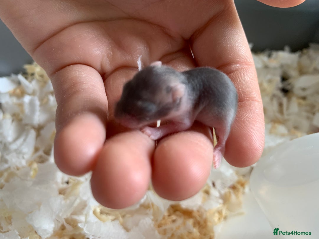 Hamster rodents for sale: Russian dwarfs  - Image 4