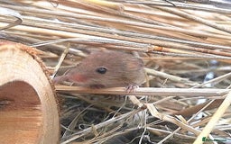 Mouse rodents for sale: Harvest mice for sale  - Image 3