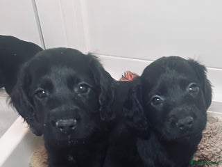 Sprocker dogs *Only 3 left* Sprocker puppies! - Advert 5