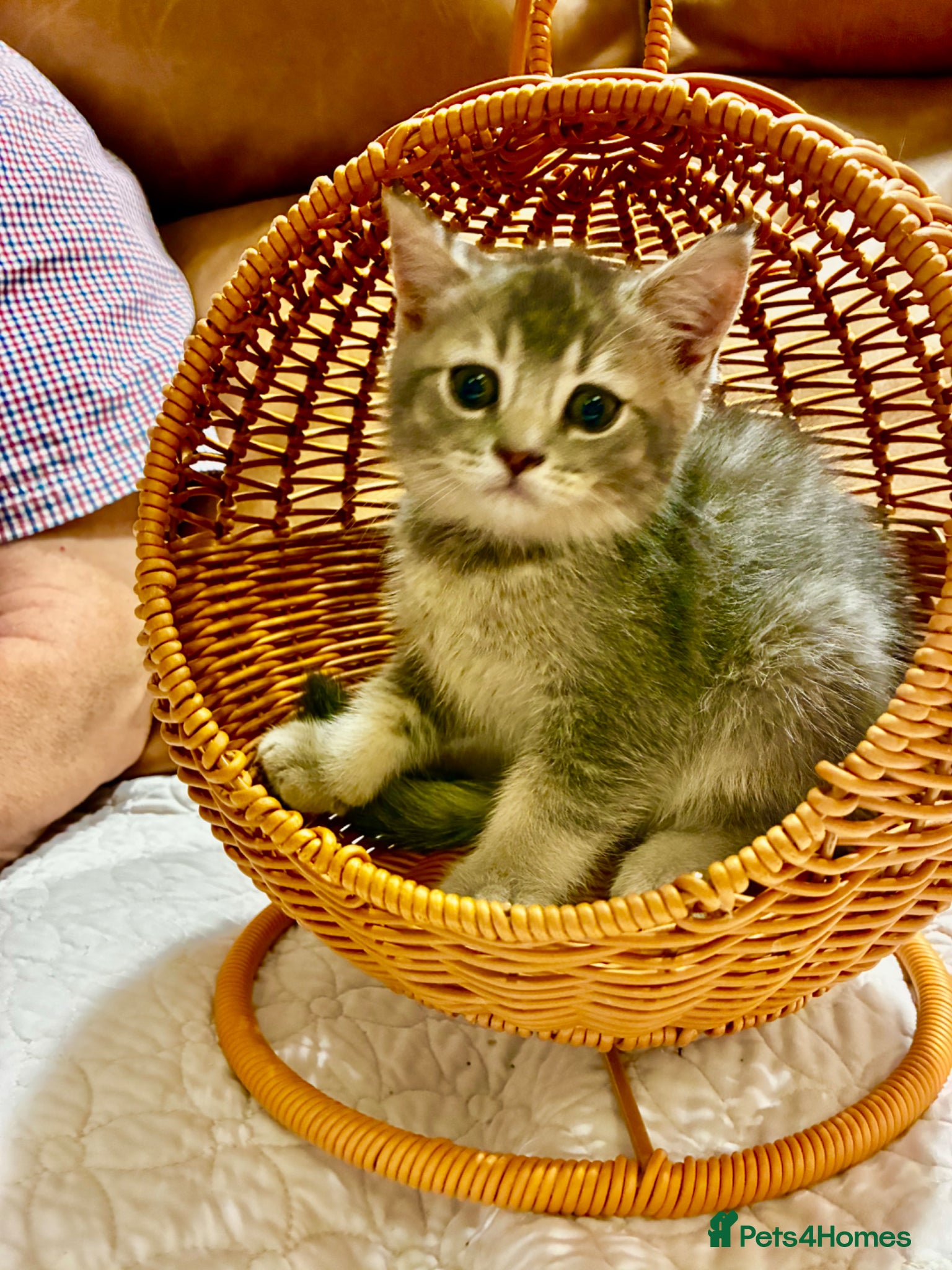 Scottish Fold cats Last Scottish Fold Male Kitten Straight Ears - Advert 1