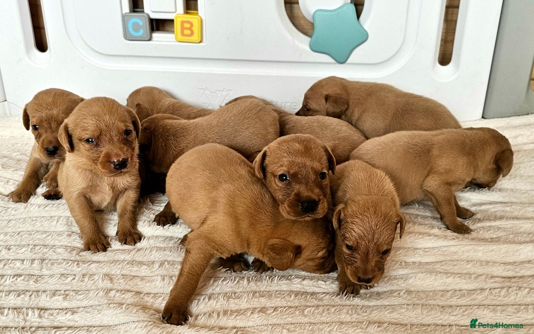 Labrador Retriever dogs for sale: THE LAST KC FOX RED GIRL READY TO LEAVE NOW  - Image 20