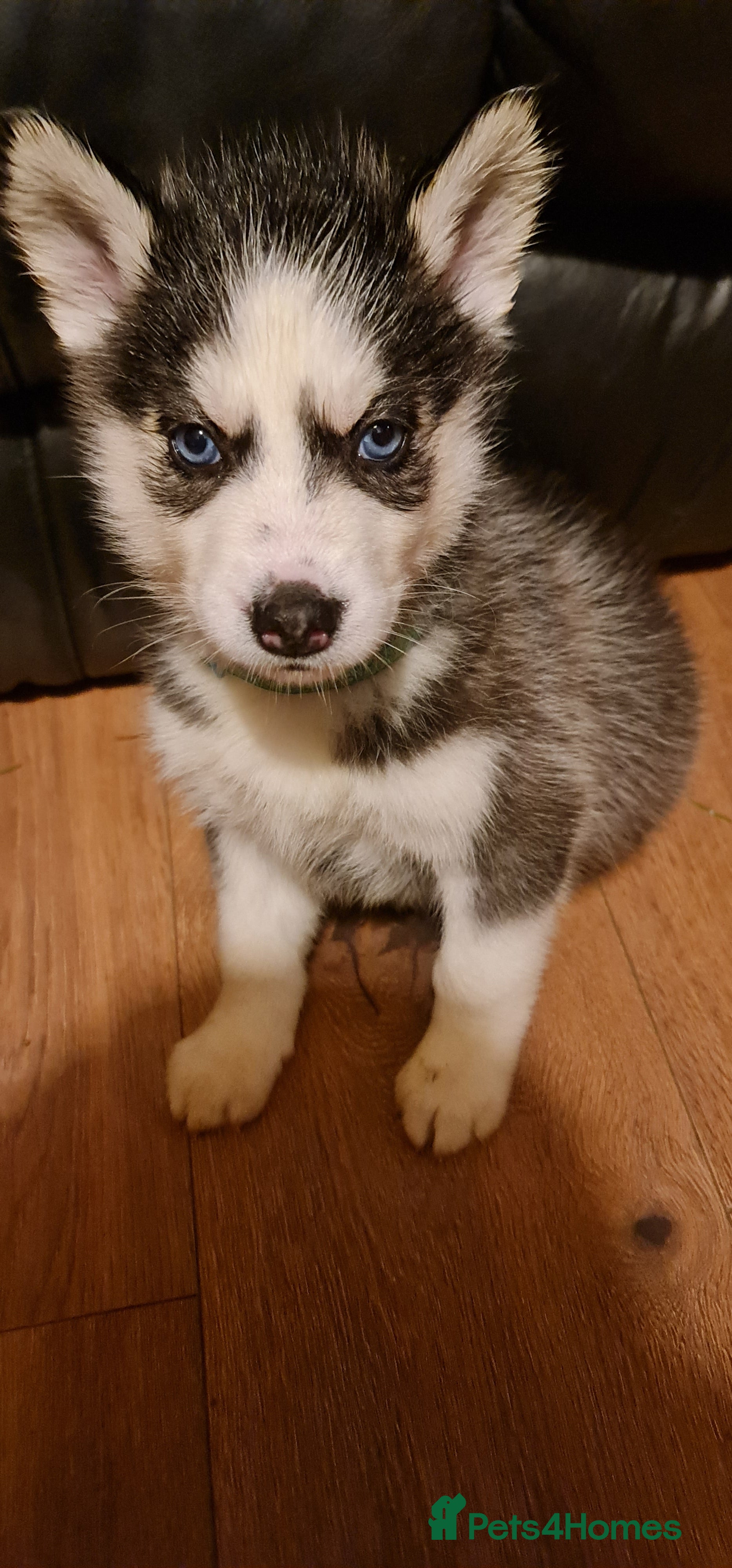 Siberian Husky dogs Outstanding Siberian husky puppies  - Advert 2