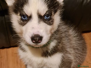 Siberian Husky dogs Outstanding Siberian husky puppies - Advert 2