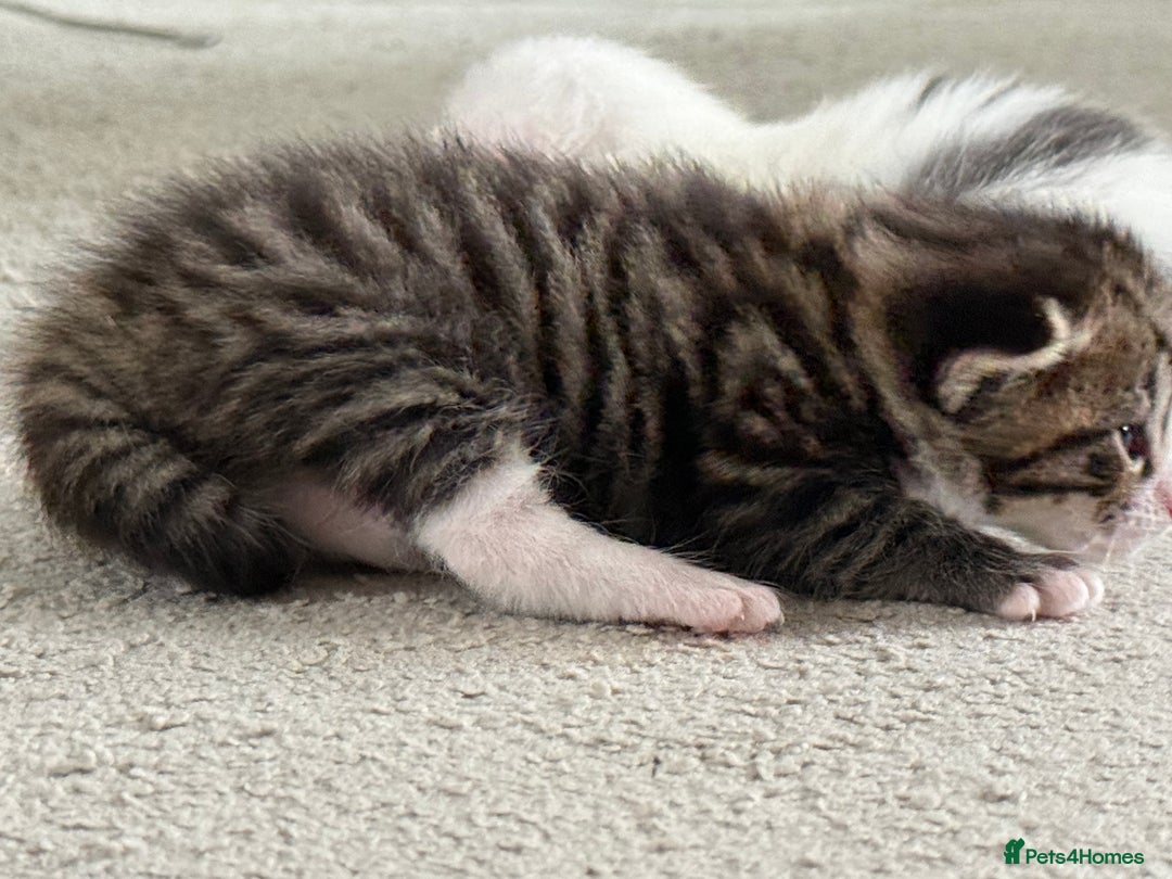 Mixed Breed cats for sale: Half Maine coon kittens.  - Advert 5