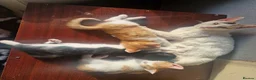 Mixed Breed cats for sale: 3 beautiful kittens  - Advert 10