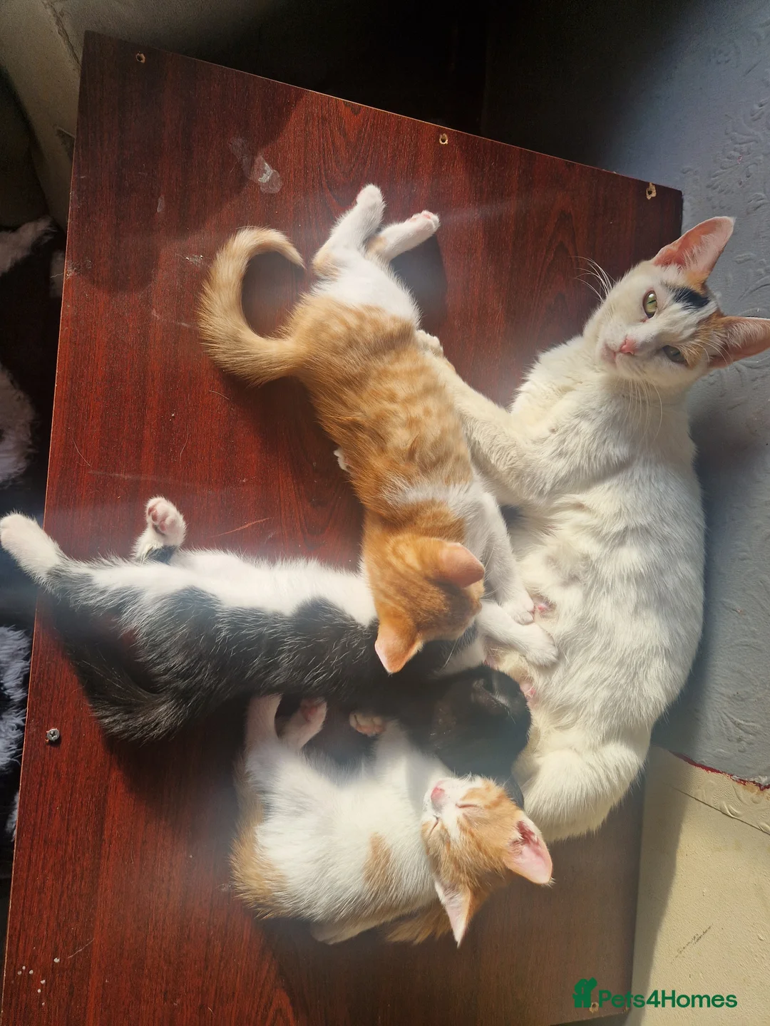 Mixed Breed cats for sale: 3 beautiful kittens  - Advert 10