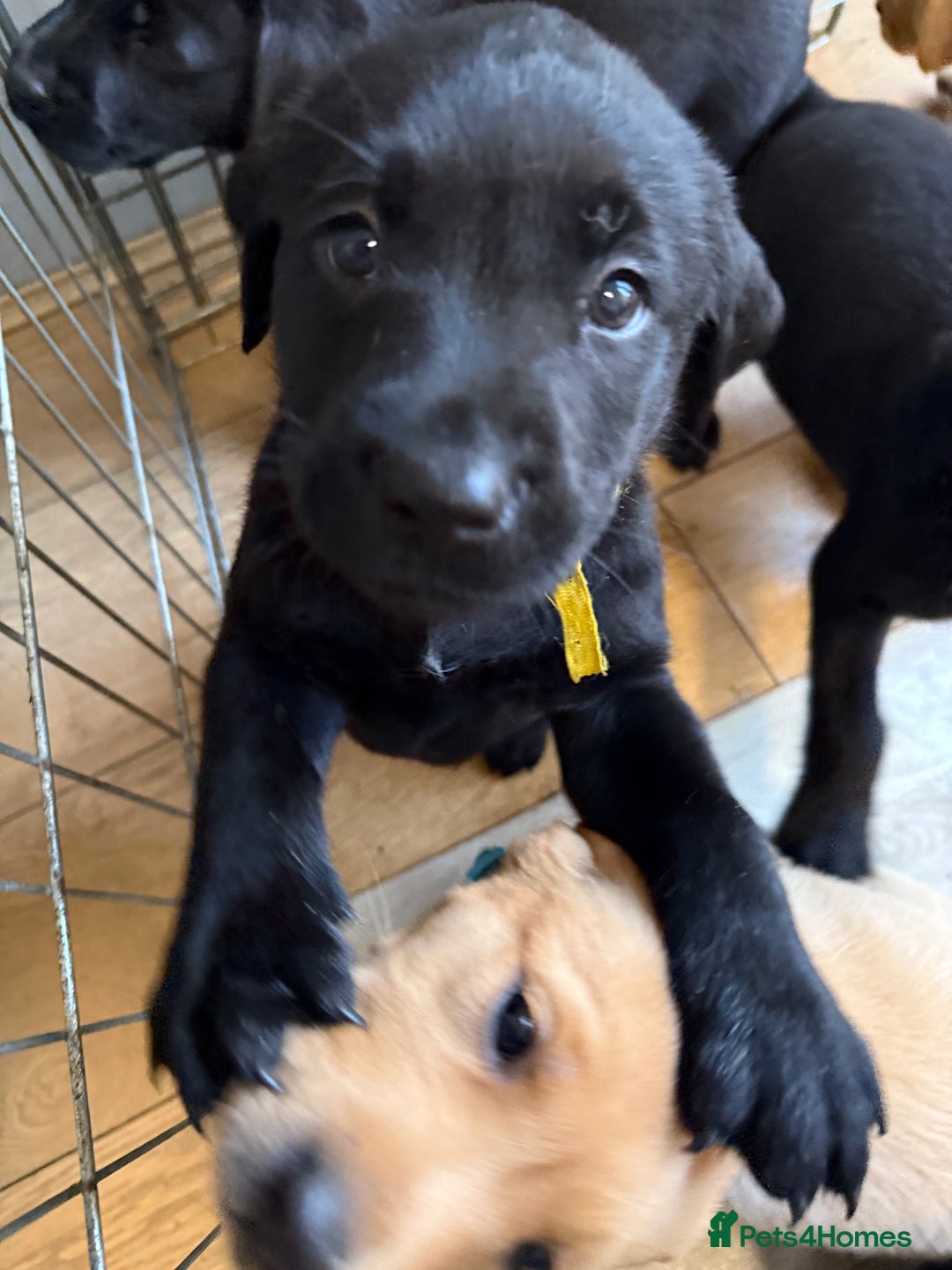 Labrador Retriever dogs for sale: 1 black boy left! ready to leave! Perfect labs! - Image 33