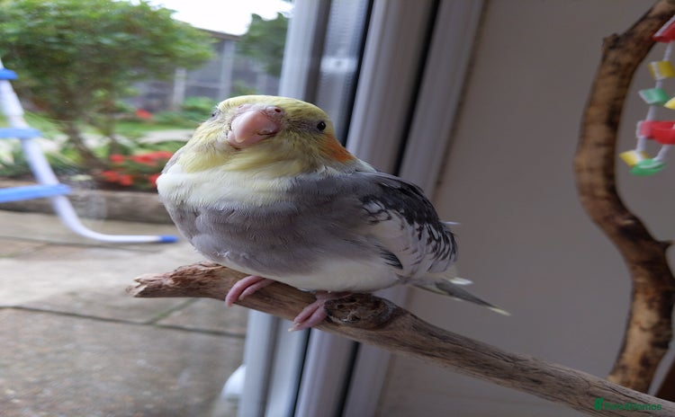 Cockatiels birds - Advert 2