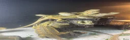 Bearded Dragon reptiles for sale: 18 bearded dragons available for rehoming - Advert 4