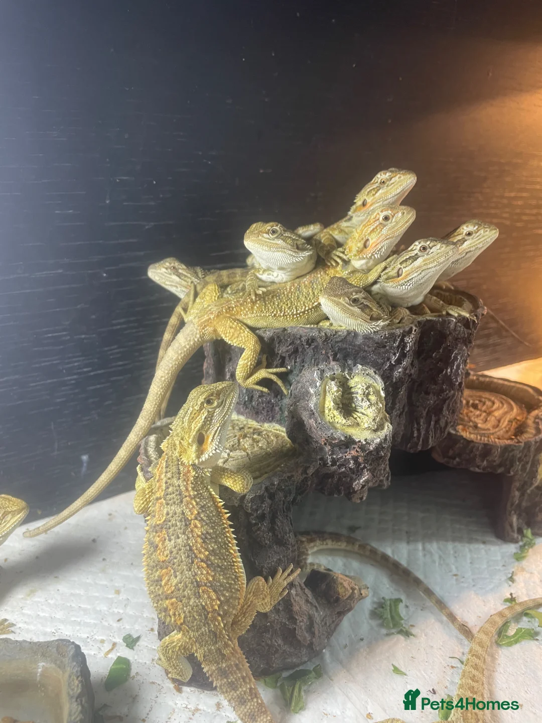 Bearded Dragon reptiles for sale: 18 bearded dragons available for rehoming - Advert 4