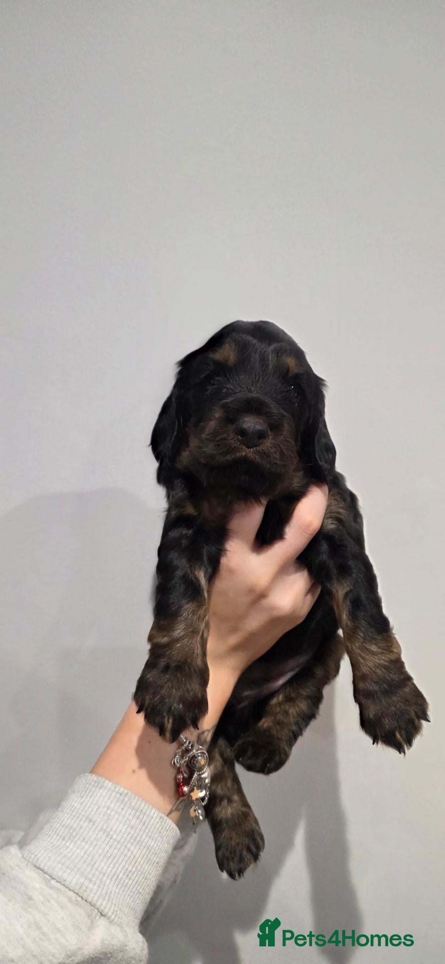 Cocker Spaniel dogs for sale: Health Tested Working Cockers Spaniels - Advert 2
