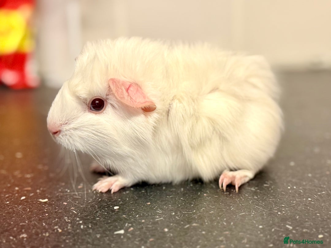 Guinea Pig rodents for sale: Baby guinea piggies  - Advert 5